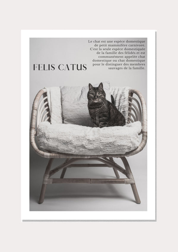 Felix Catus - Wall Art Print