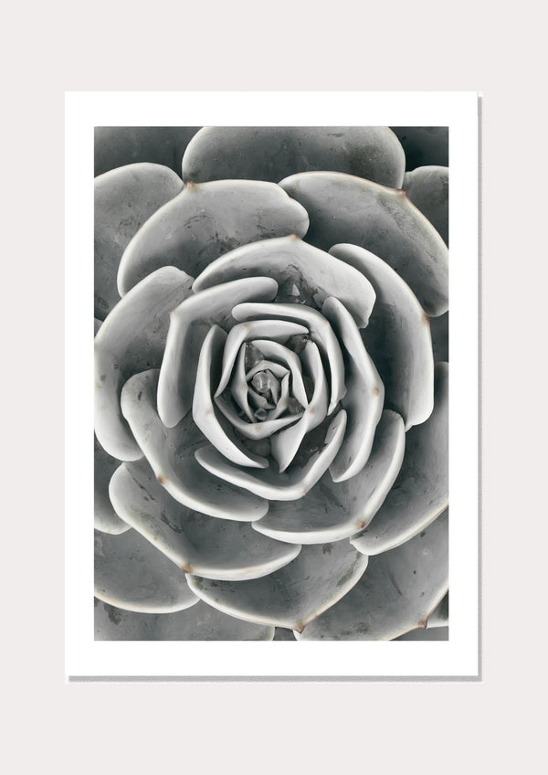 Succulent Hens & Chicks - Wall Art Print