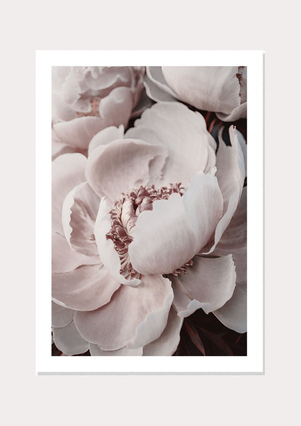 Peony 01 Print  - Wall Art Print