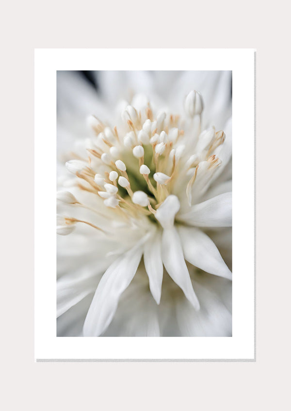 White Chrysanthemum Poster  - Wall Art Print