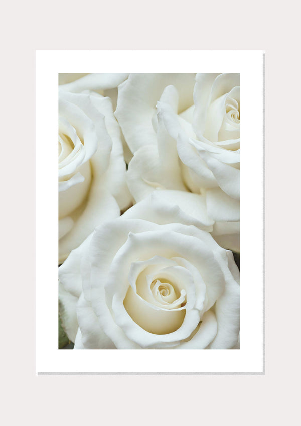 White Bloom Poster  - Wall Art Print